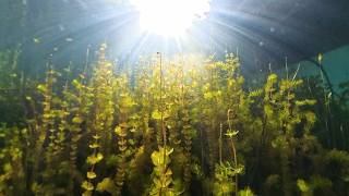 Wisconsin Life  Botanist helps lake communities understand aquatic plants [upl. by Aneet]