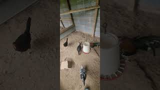 morningroutine chicken poultry gamefowlchickenfarm gamefowl fowl chicks poultry [upl. by Fifi]