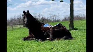 Remarkable Horse Rescue and Rehabilitation UPDATED [upl. by Cibis807]