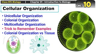 Cellular Organization  Unicellular Colonial and Multicellular  Trick to Remember Examples [upl. by Aborn]