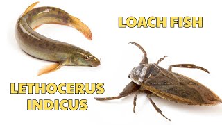 18 Who is the ruler of the water Loach Fish or Lethocerus Inducus [upl. by Yanaj]