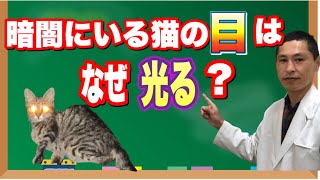 暗闇にいる猫の目はなぜ光る？【獣医師解説】 [upl. by Ahsitruc230]