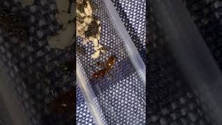 Lasius Murphyi Hybrid Day 2 Pupae introduced [upl. by Bruns]