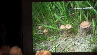 Paul Kroeger  The History of Psilocybin Containing Magic Mushrooms [upl. by Constantine]