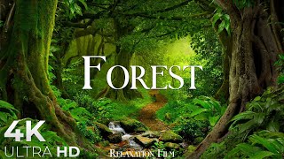 Forest 4K • Nature Relaxation Film • Peaceful Relaxing Music • 4k Video UltraHD [upl. by Hogarth36]