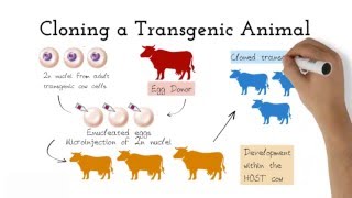 Transgenic Animals [upl. by Elke648]