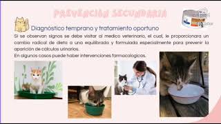 Urolitiasis en gatos [upl. by Daahsar]