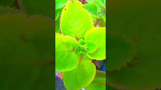 Ajwain plant Lagane ke tips gardening garden gardenflowerplants [upl. by Arrehs]