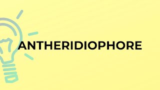 What is the meaning of the word ANTHERIDIOPHORE [upl. by Loralyn536]