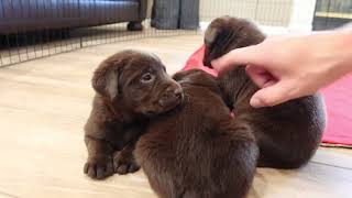 Chocolate Labrador Puppies Get BOOPED [upl. by Crabb]