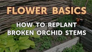 How to Replant Broken Orchid Stems [upl. by Aerdno773]