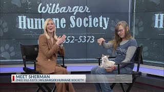 Meet Sherman the kitten from Wilbarger Humane Society [upl. by Eanar]