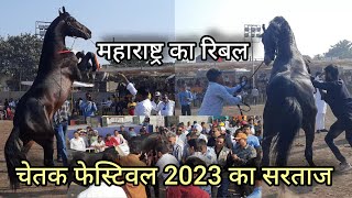 रो पड़ा घोड़े का मालिक  रिबल दो दांत रिंग शो विनर चेतक फेस्टिवल 2023 maharastra ka Ribal hua winner [upl. by Deelaw830]