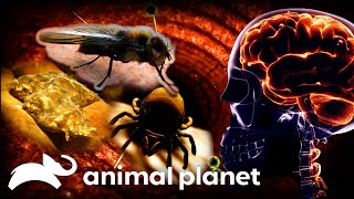 The Most Shocking Creatures and Infections  Monsters Inside Me  Animal Planet [upl. by Jestude]