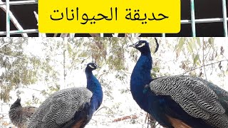 جولة بحديقة الحيوانات الرباط اثمنة التذاكر رقم الحافلة النعامة تحفة، الجزء1jardin zoologique Rabat [upl. by Eytteb362]