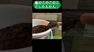 亀のこのこのここしたんたん♪ 亀飼育 クサガメ 可愛い 爬虫類 Reeves turtle courtship dance 求愛ダンス 求愛行動 [upl. by Neeliak]