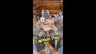 Caption this High Stakes Showdown Poker Playing Raccoons [upl. by Keefe985]