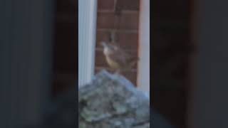 Beautiful Note of Carolina Wren birds nature wildlife wren [upl. by Sekoorb]