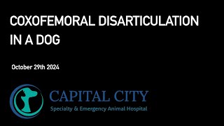 Coxofemoral Disarticulation in a Dog 20241029 [upl. by Nnylyaj705]