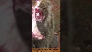 How To Skin A Raccoon  Trapping  Skinning [upl. by Ruprecht258]