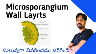 Microsporangium Wall Layers  Explained in Easy Way  Botany Most Important Questions [upl. by Ashford]