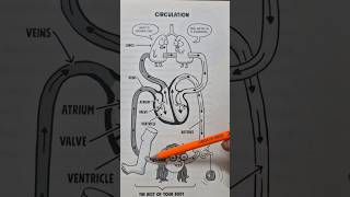 blood circulation in 1 min bloodcirculatorysystem biology humanheart [upl. by Cirilla]