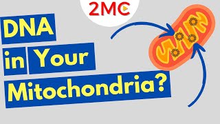 What is Mitochondrial DNA Three Fun Facts About mtDNA [upl. by Vassili]