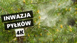 Pylenie sosny i inne pyłki w powietrzu w 4K [upl. by Morna]