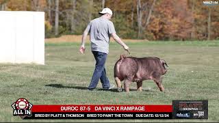 DUROC 875  quotAll Inquot Bred Gilt Sale  Nov 16th 2024 [upl. by Weissberg]