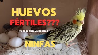 🤔COMO SABER SI LOS HUEVOS SON FÉRTILEScacatuaNInfapascualitovelazquez [upl. by Amalberga]