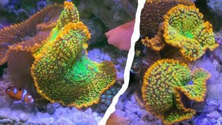 Rainbow Rhodactis Mushroom Coral Splitting [upl. by Dasie563]