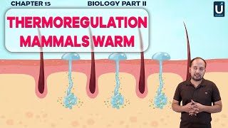 Thermoregulation Mammals Warm  Biology Part 2  Chapter  15  Ucademy [upl. by Jenness859]