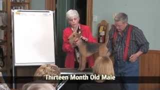 The Lakeland Terrier  Breed Education  Part 3 [upl. by Htebsle]