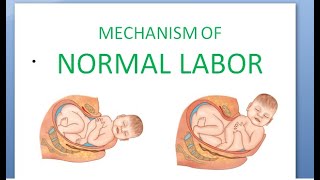 Obstetrics 167 Mechanism of Labor Normal How does baby delivery fetus movement head newborn [upl. by Buiron]