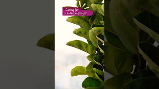 Fiddle Leaf Fig Care Tips 🌿  Quick Guide [upl. by Wanyen322]