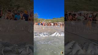 Pesca Com Tartaruga Marinha Devolvida Ao Mar Na PRAIA GRANDE EM ARRAIAL DO CABO RJ BRASIL ðŸ‡§ðŸ‡· shorts [upl. by Tjon192]