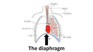 The diaphragm Prof Dr Md Ashfaqur Rahman [upl. by Celle]