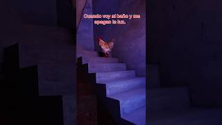 Soy el gallo valiente gallos mascotas funnyshorts [upl. by Joshua418]