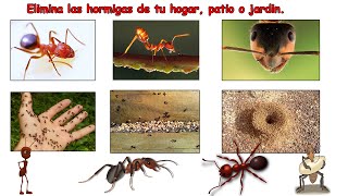 Como eliminar las hormigas de tu patio jardin o casa [upl. by Enamrahc]