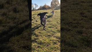 Walking dogs FUN  Labrador retrievers amp Cockerpoos [upl. by Adelbert135]