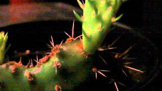 16 Day Opuntia Prickly Pear Cactus Growth Timelapse [upl. by Ecilegna]