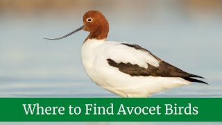 Where to Find Avocet Birds  What does the avocet eat  Avocet Scientific Name [upl. by Ennahoj]