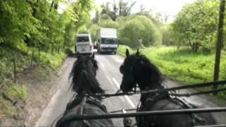 Driving a pair of 3 year old Friesians in traffic Jeffs [upl. by Mesics]