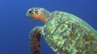 Tauchen auf Curacao Diving CuracaoDuiken op Curaçao [upl. by Norman468]