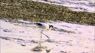 Pied avocet feeding [upl. by Aihtebat7]