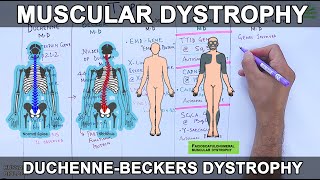 Muscular Dystrophy  Types and Mutations [upl. by Nylrehs]