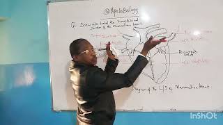 How to Label Drawing of the Mammalian Heart [upl. by Jamnes939]