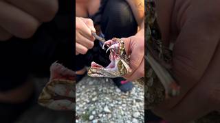 সাপের বিষদাঁত কেমন হয় দেখুন  Snake Fangs shorts snake snakevideo [upl. by Stockton169]