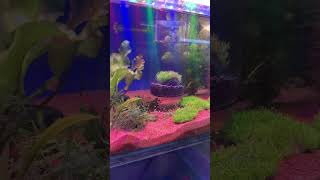 Best aquarium plants  For beautiful homes 😍🔥 yutubeshorts explore fyp [upl. by Lramaj]