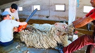 Most Satisfying Sheep Shearing  Modern technology [upl. by Ahtebat832]